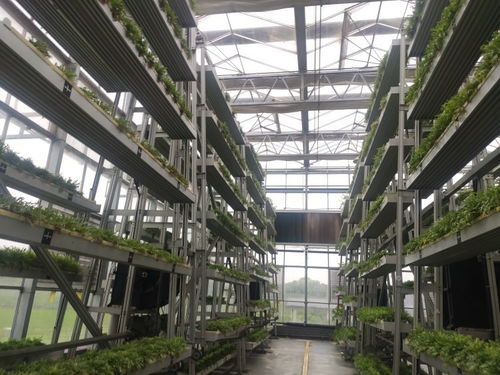 魚菜共生ai工廠 食用菌智慧化生產(chǎn)車間 看科技如何賦能農(nóng)業(yè)生產(chǎn)